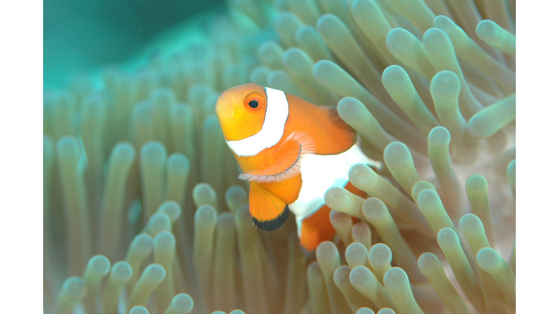 読解の手がかり③随筆文～世田谷・渋谷の個別指導「国語ひまわり塾」