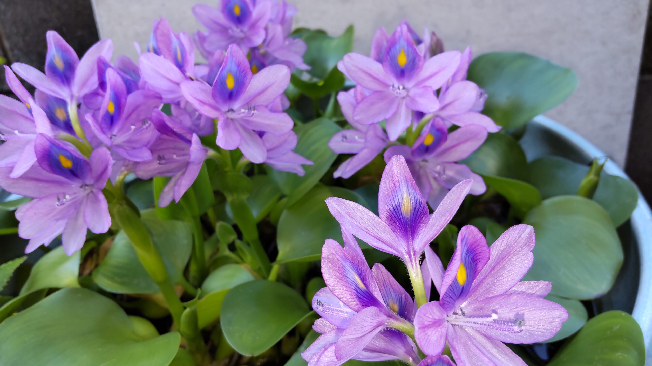 知之者不如好之者、好之者不如楽之者～世田谷区・渋谷区の個別指導「国語ひまわり塾」