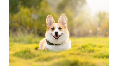 早稲田実業学校中等部2023年度入試問題②～世田谷区・渋谷区の個別指導「国語ひまわり塾」