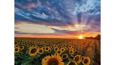 2024年 夏期講習のご案内～世田谷・渋谷の個別指導「国語ひまわり塾」