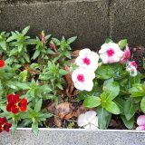 古典分野を克服しましょう～世田谷・渋谷の個別指導「国語ひまわり塾」