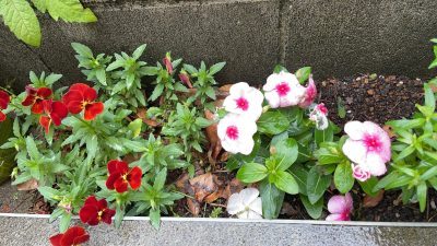 古典分野を克服しましょう～世田谷・渋谷の個別指導「国語ひまわり塾」