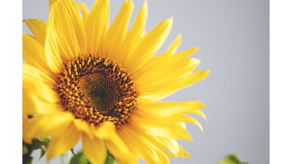 2025年夏期講習のご案内～世田谷・渋谷の個別指導「国語ひまわり塾」