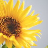 2025年夏期講習のご案内～世田谷・渋谷の個別指導「国語ひまわり塾」