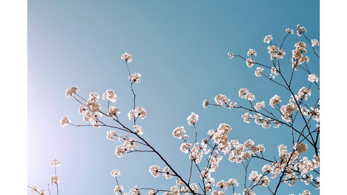 国語の記述は「作文」ではなく「切り貼り」です　①　～世田谷区野沢・三軒茶屋・渋谷の個別指導「国語ひまわり塾」