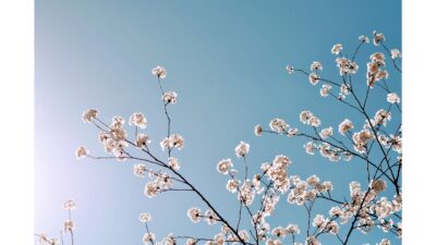 国語の記述は「作文」ではなく「切り貼り」です　①　～世田谷区野沢・三軒茶屋・渋谷の個別指導「国語ひまわり塾」